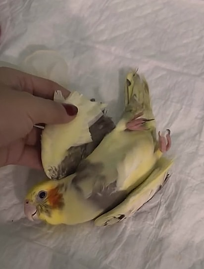 A ave chegou em estado grave.