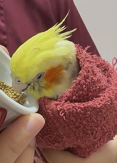 A ave não conseguia comer sozinha.