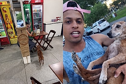 “Véi cachaceiro!”: Vira-lata foge de casa, é encontrado em bar e leva sermão hilário que viraliza.