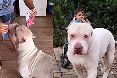 Pitbull gigante que adivinhou o gênero do bebê, se torna seu fiel escudeiro e lealdade impressiona: Amigos inseparáveis