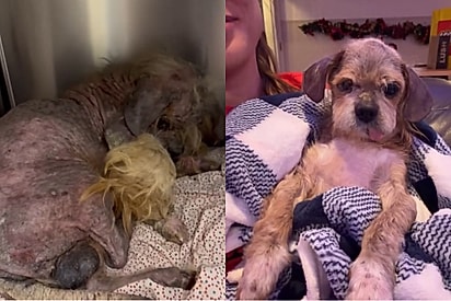 “Ele me curou também”: Protetora salva cachorro em estado grave e recuperação comove a web.