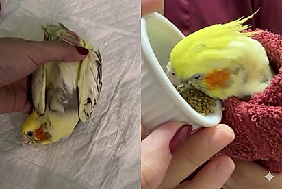 Veterinária luta por dias para salvar ave paralisada e ganha a ‘andadinha’ mais feliz de agradecimento: Foi uma guerreira