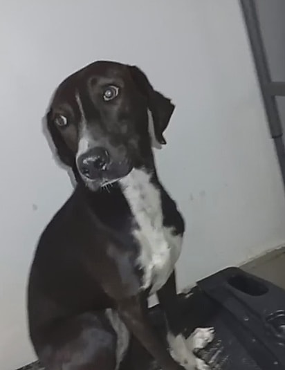 Aparentemente, ela havia sido abandonada. 