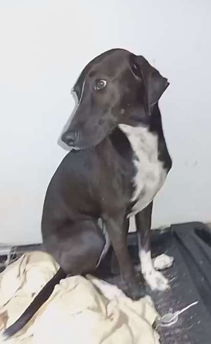 Frajola, a cachorrinha, tinha sido adotada em setembro.