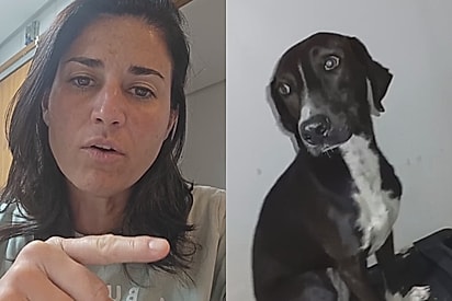 “Qual era a chance disso acontecer?: Protetora reencontra cadela após adoção mal-sucedida