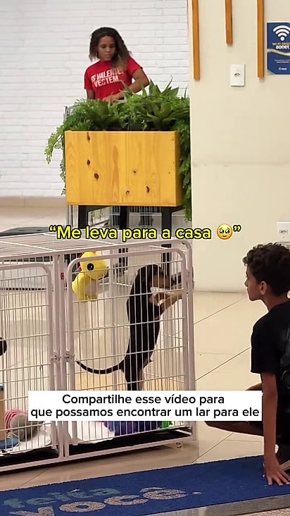 Ninguém quis levar o pet para casa.