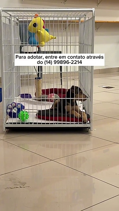 O cão ficou sozinho na gaiolinha.
