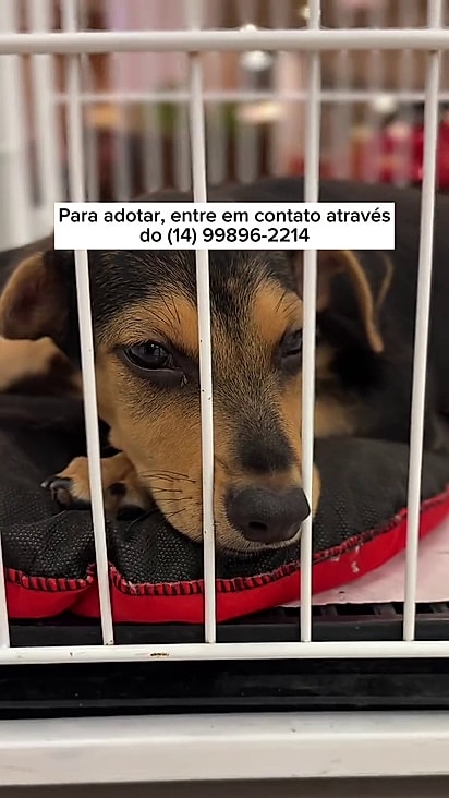 Alfredinho ficou triste por não ter ganhado um lar.