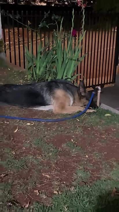 O cão estava apático o que preocupou o tutor.