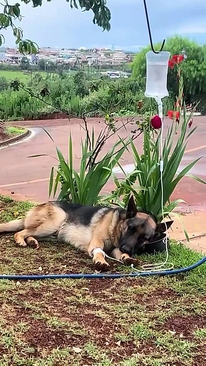 Lobo precisou de cuidados intensivos e graças ao tutor ele se recuperou.