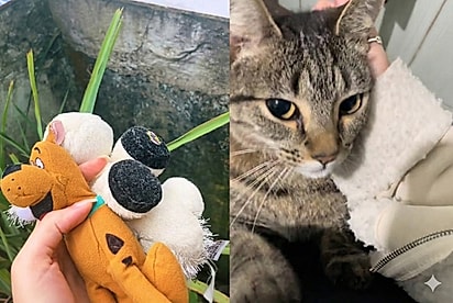 “Agora ela foi gananciosa”: Gatinha Meg tenta levar presente maior que ela e cena diverte.