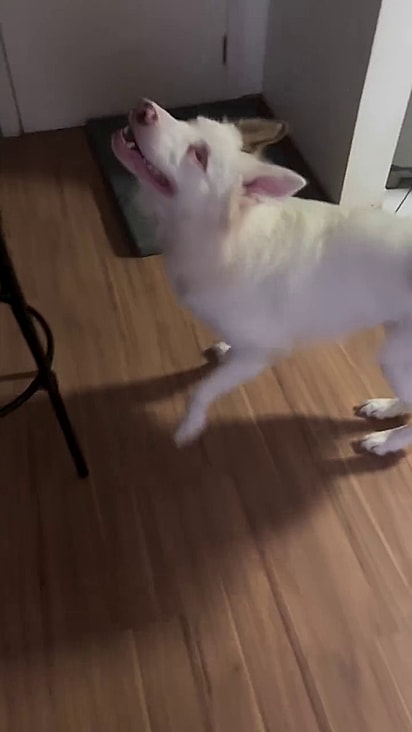 O cão sente a presença da tutora.