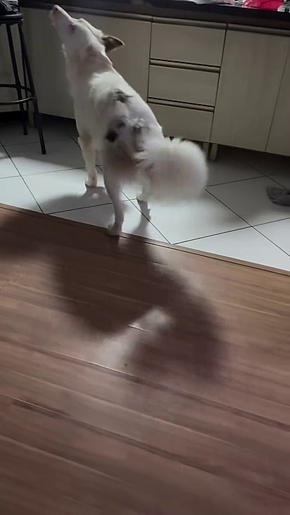 Blink nasceu surdo e cego.