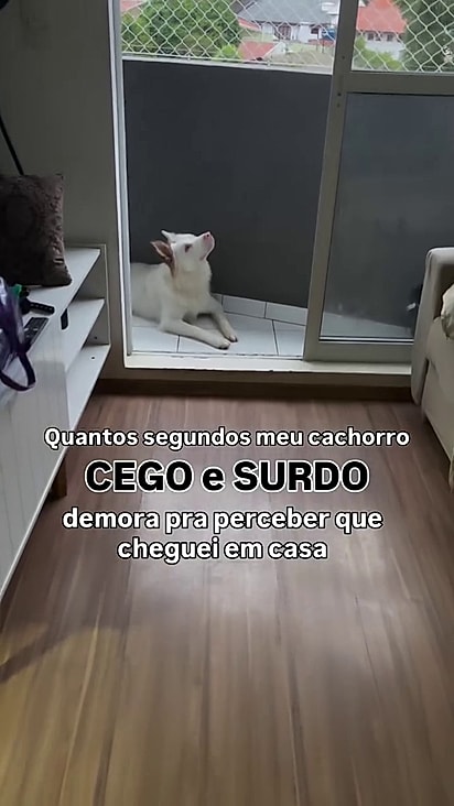 O pet já decorou a planta da casa onde vive.