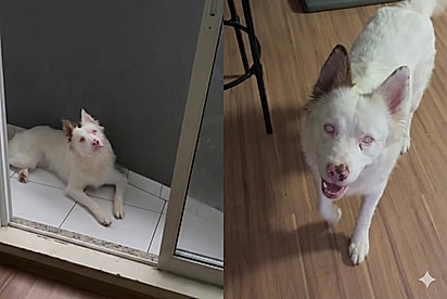 “Sente minha presença de um jeito surreal”: Tutora mostra como cão cego e surdo percebe que ela chegou em casa