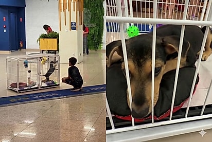 Alfredinho ficou triste por não ter ganhado um lar.