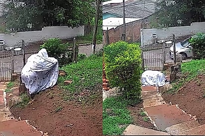 Enrolada em coberta, mulher se joga para proteger cachorrinha Maria de enxame assustador e atitude corajosa impressiona