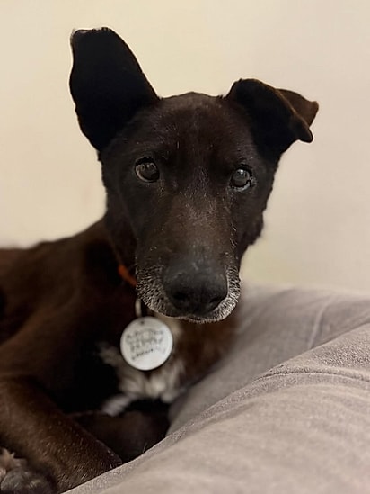 Gaspar conseguiu um lar temporário.