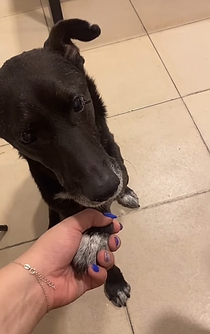 Gaspar firmando a adoção com um aperto de mão.