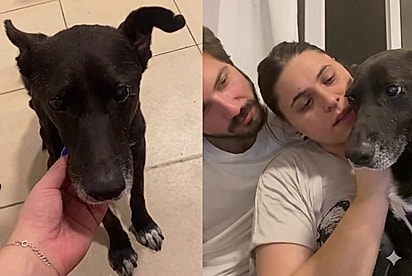 Você quer que a gente te adote?: Casal olha nos olhos de cão idoso e faz a proposta que ele esperou a vida inteira