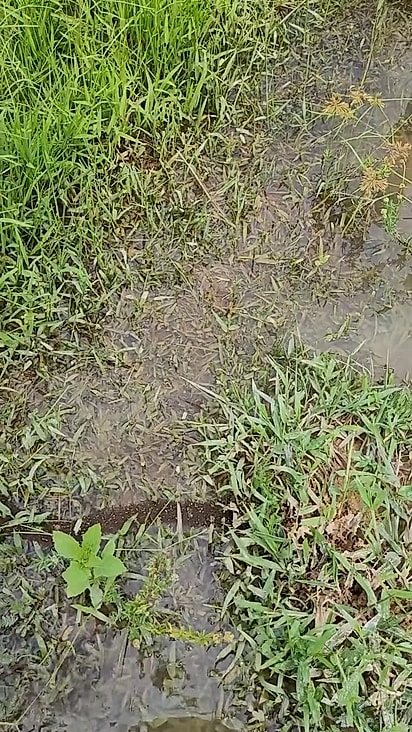 As formigas precisaram sair da área após uma chuva alagar o local.