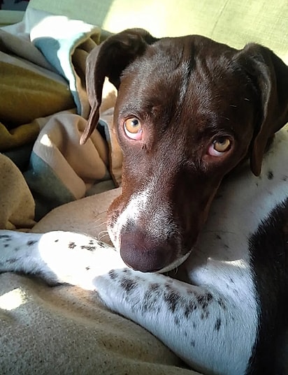 A cachorrinha foi resgatada em um dia de nevasca.