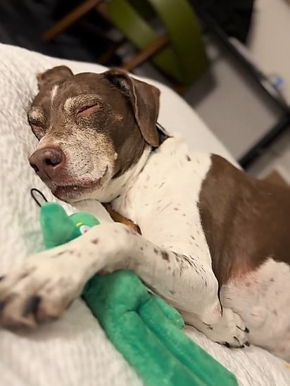 Aaron acreditou que a cachorrinha tivesse sido adotada por uma família responsável.