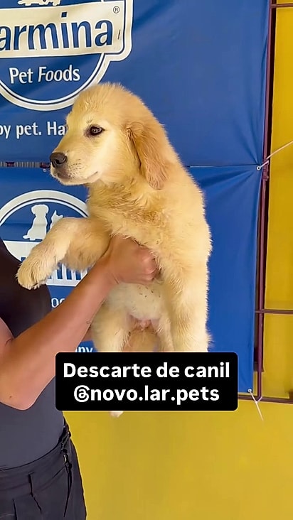 O cão foi descartado pelo canil que o reproduziu.