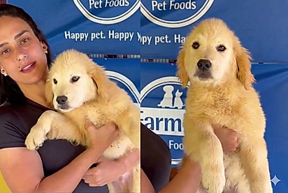 Disseram que ele era defeituoso: Pequeno detalhe estético faz filhote de Golden ser descartado e ONG faz o resgate