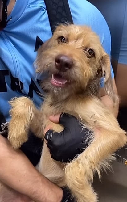 A cachorrinha feliz no elevador.