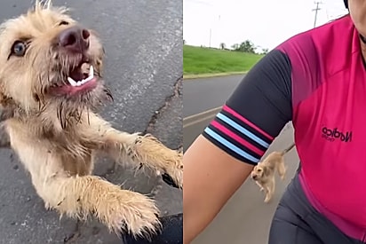 Cachorrinha corre atrás de bicicleta e muda seu destino