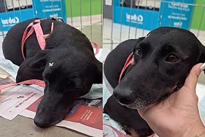 “Ela ficou esperando”: Ônix é deixada para trás em feirinha de adoção e cena emociona.