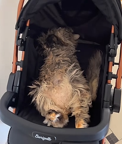 Mavie no carrinho do bebê.