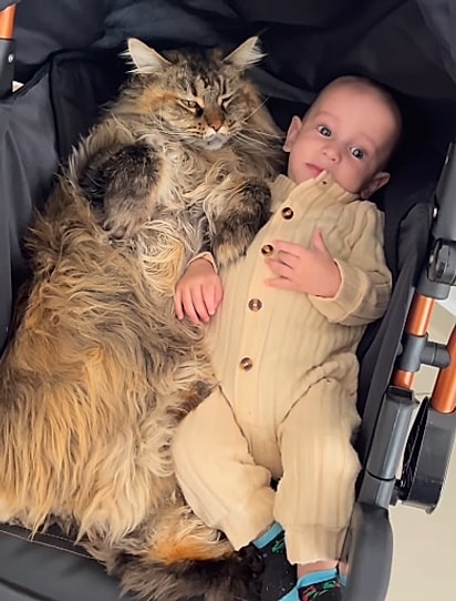 Para a gata, o bebê era mais um presente.