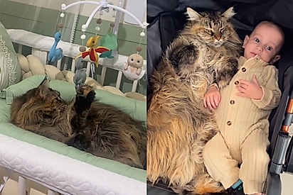 “Ela entendeu tudo errado”: Gata maine coon ‘confunde’ enxoval com presente e passa a cuidar de bebê