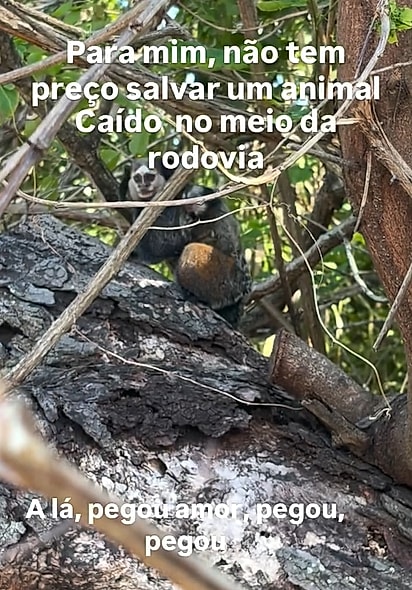  Os saguis vivem em grupos familiares bem unidos.