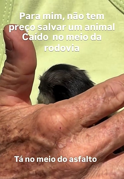 O filhote estava caído bem no meio do asfalto, indefeso e em perigo.