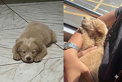 Família adota “golden retriever”, mas o filhote cresce e revela sua verdadeira identidade.