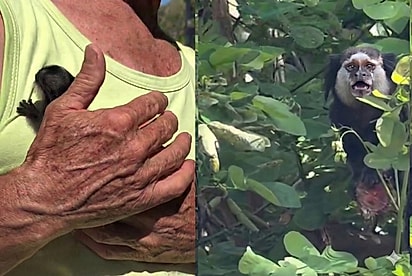 “Caiu o bebê”: Em rodovia movimentada, motorista vê uma vidinha em perigo e, com um gesto, reúne filhote e mãe aflita