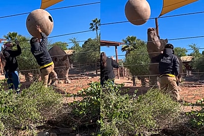 “De novo, de novo”: rinoceronte brincando com bola arranca aplausos em zoo nos EUA