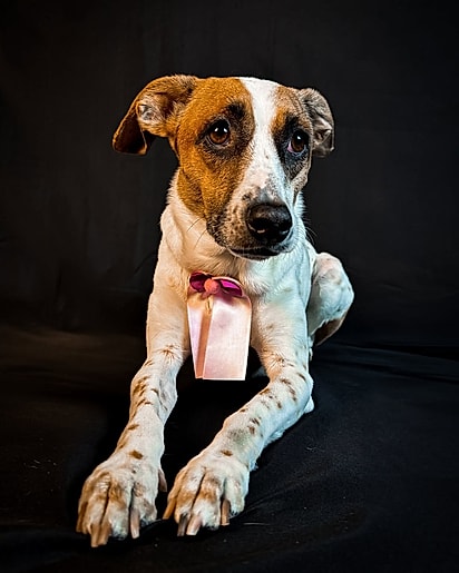 A cachorrinha Filó.