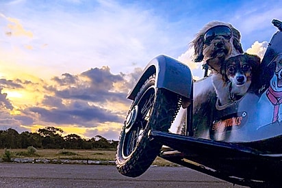 Moto cães: Ele parou a moto por um pôr do sol — e o clique virou prêmio internacional com seus cães.