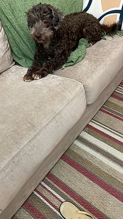 João curtindo a sua nova casa.