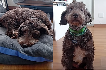 Rejeitado por ter “cotovelos de concreto”, o cachorrinho João encontra dias depois uma família de verdade.