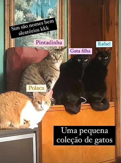 Os gatinhos da Kaylane Mendes.