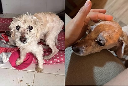 Após anos de sofrimento, cachorrinho é adotado e finalmente conhece o amor de verdade.