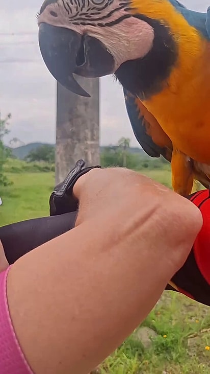 A arara preferiu pousar no braço do homem.