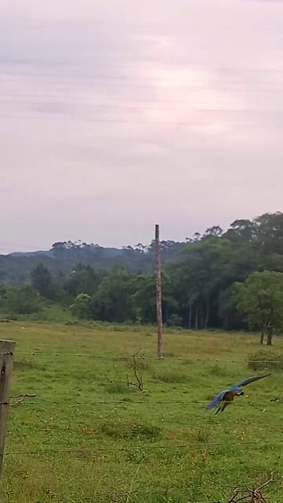 A arara não se incomodou com a presença dos humanos.