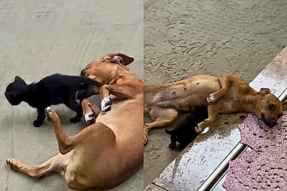 Implorando para ser adotada como mãe: Cachorrinha surpreende tutores ao acolher felino órfão