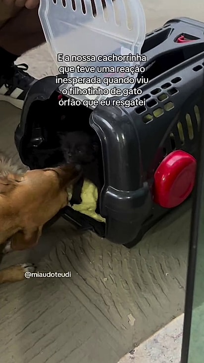 Ele foi acolhido desde a primeira interação.